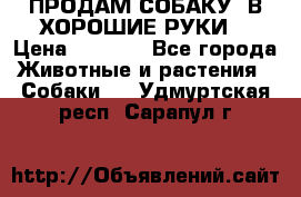 ПРОДАМ СОБАКУ  В ХОРОШИЕ РУКИ  › Цена ­ 4 000 - Все города Животные и растения » Собаки   . Удмуртская респ.,Сарапул г.